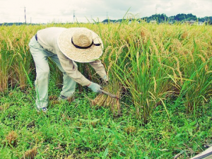 Merma la superficie de ar