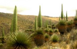 Santuario-Nacional-de-Calipuy-La-Libertad