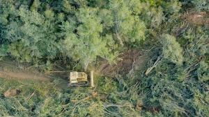 imagen-tala-provincia-Salta-Greenpeace