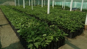 la-libertad-implementaran-v-JPG_604x0