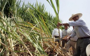 produccion caña de azucar- trujillo